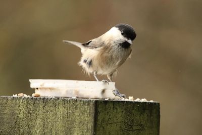 Close-up of marsh tit perching on wood