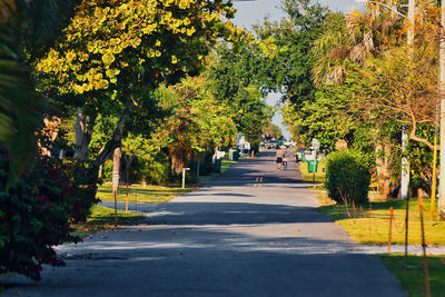 Footpath amidst trees in park