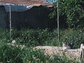 Plants growing outdoors