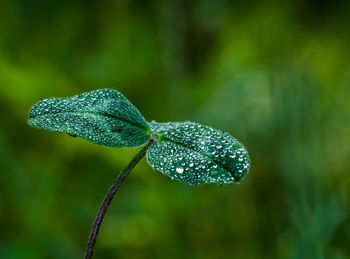 Close-up of raindrops on leaf