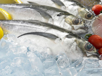 High angle view of fish on crushed ice