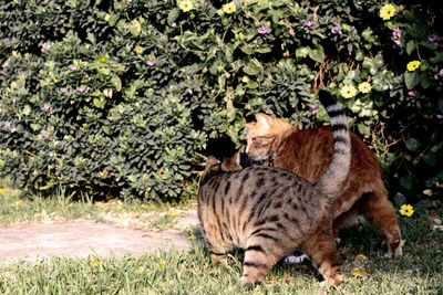 Cat looking away on field