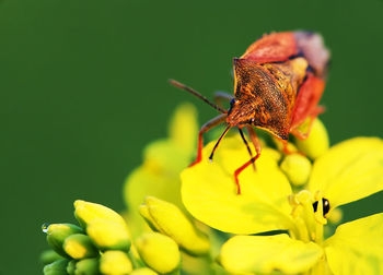 Close-up of bug on yellow flower at park