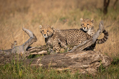 Cheetahs on field in forest