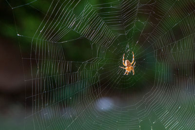 Close-up of spider on web