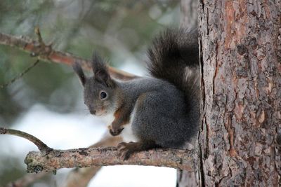 Close-up of squirrel eating tree