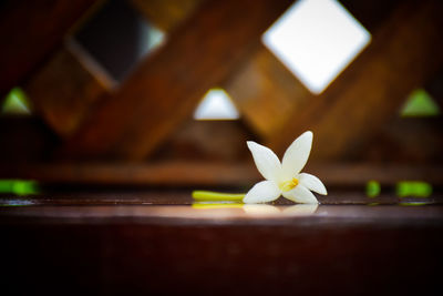 Close-up of white flower on table