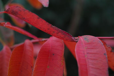 Close-up of raindrops on leaves