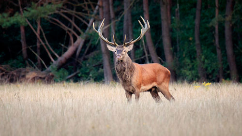 Deer standing on field in forest