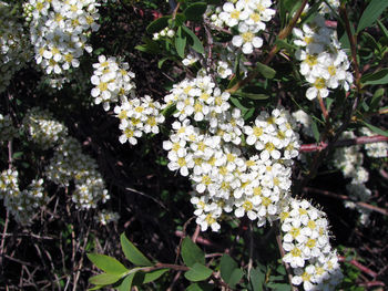 Close-up of flowers growing on tree