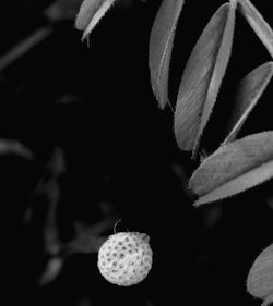 Close-up of plant against blurred background