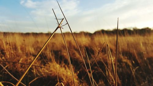 Close-up of plants growing on field