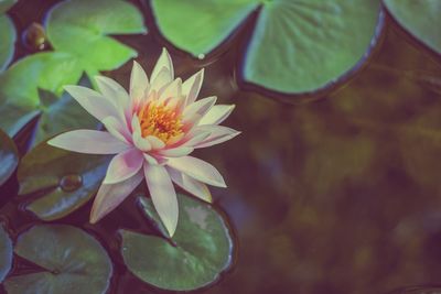 Close-up of water lily