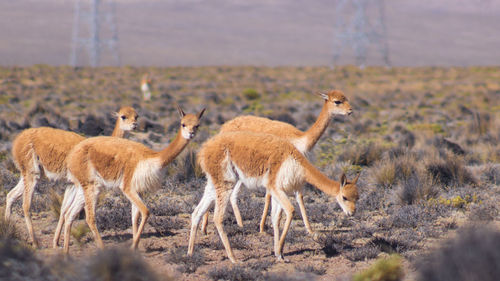 Vicuña standing in a field