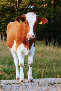 Portrait of cow standing on grass