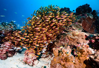 View of fish in sea