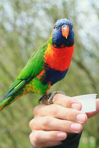 Close-up of a hand holding bird