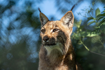 Close-up of a cat looking away