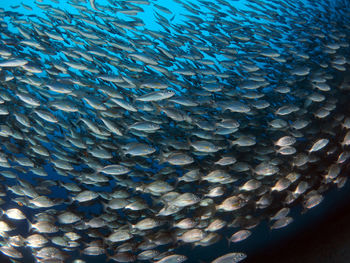 Fish swimming in sea