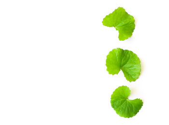 Close-up of plant against white background