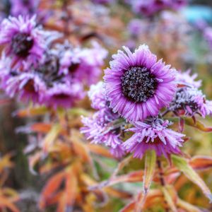 Close-up of purple flowers
