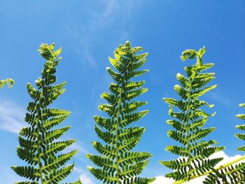 Low angle view of palm tree against blue sky