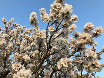 Low angle view of cherry blossoms against sky