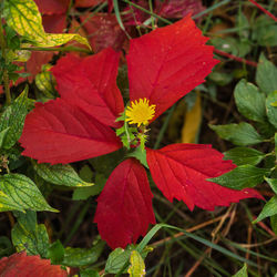 Close-up of red flower