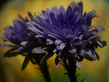 Close-up of yellow flowers blooming