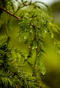 Close-up of wet pine tree