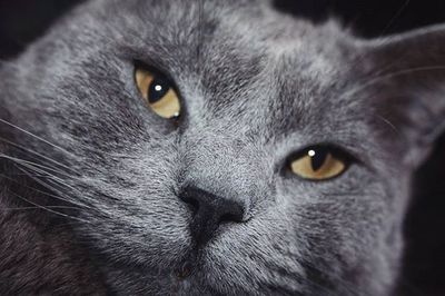 Close-up portrait of cat