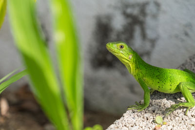 Close-up of lizard on rock