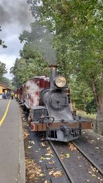 Train on railroad tracks by trees