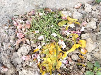 High angle view of flowering plant by garbage