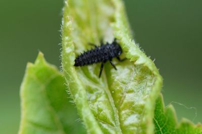 Close-up of plant