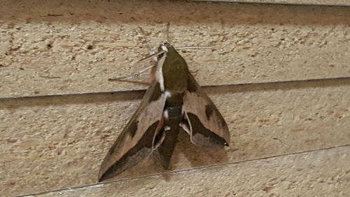 Close-up of insect on wall