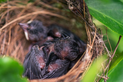 Close-up of a bird in nest