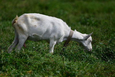 Side view of a dog on field