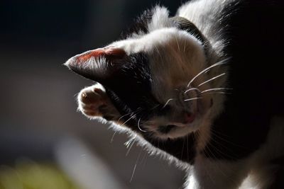 Close-up of a cat