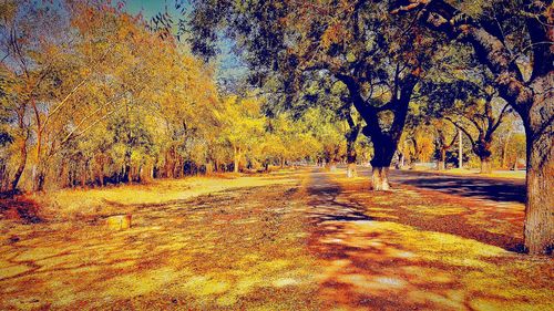 View of autumn trees in forest