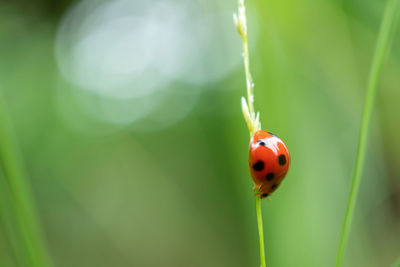 Close-up of ladybug on plant