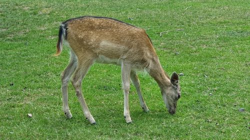 Deer in a field