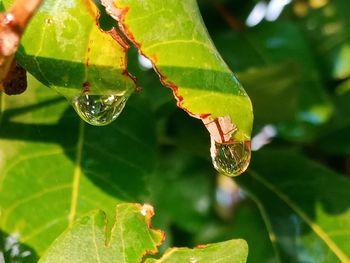 Close-up of wet plant leaves