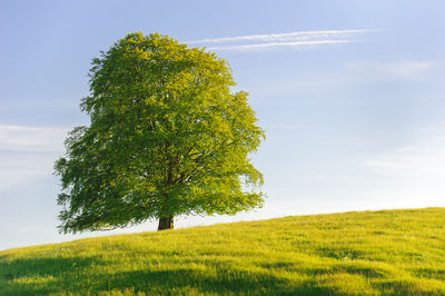 Tree on field against sky