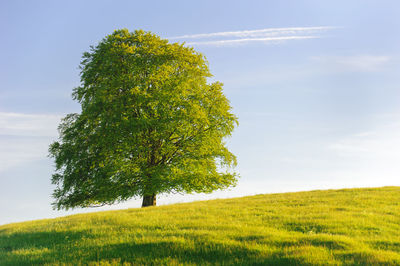 Low angle view of tree growing on grassy field against sky