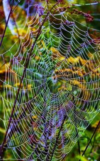 Close-up of spider web