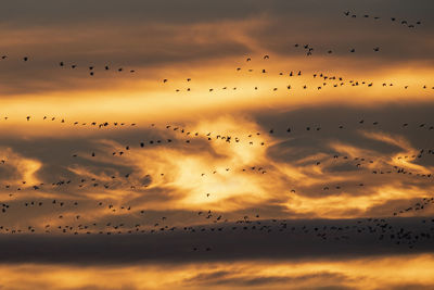 Flock of birds flying in sky