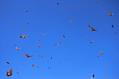 Low angle view of birds flying in sky