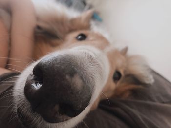 Close-up portrait of dog lying down