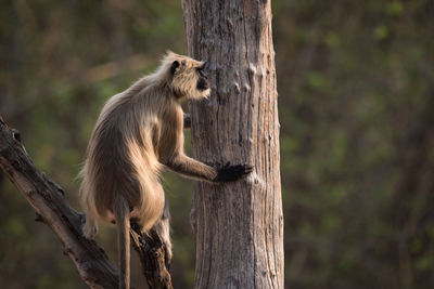 Close-up of monkey in the wild